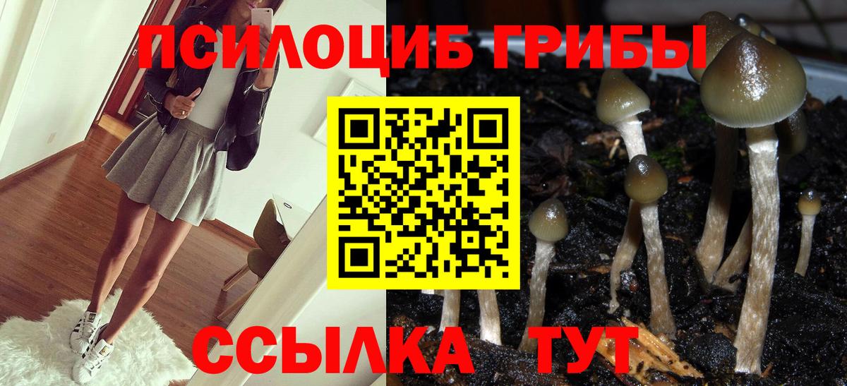 Псилоцибиновые грибы Cubensis Ивантеевка